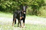 BEAUCERON 887